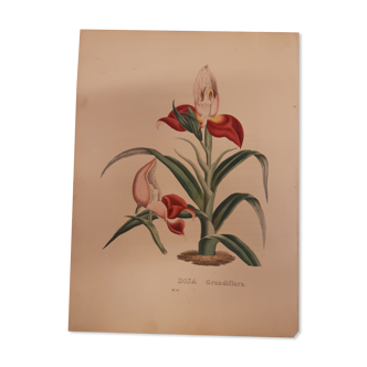 Planche botanique DISA Grandiflora lithographiée et coloriée, SERTUM BOTANICUM tome 4, 1832