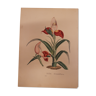 Planche botanique DISA Grandiflora lithographiée et coloriée, SERTUM BOTANICUM tome 4, 1832