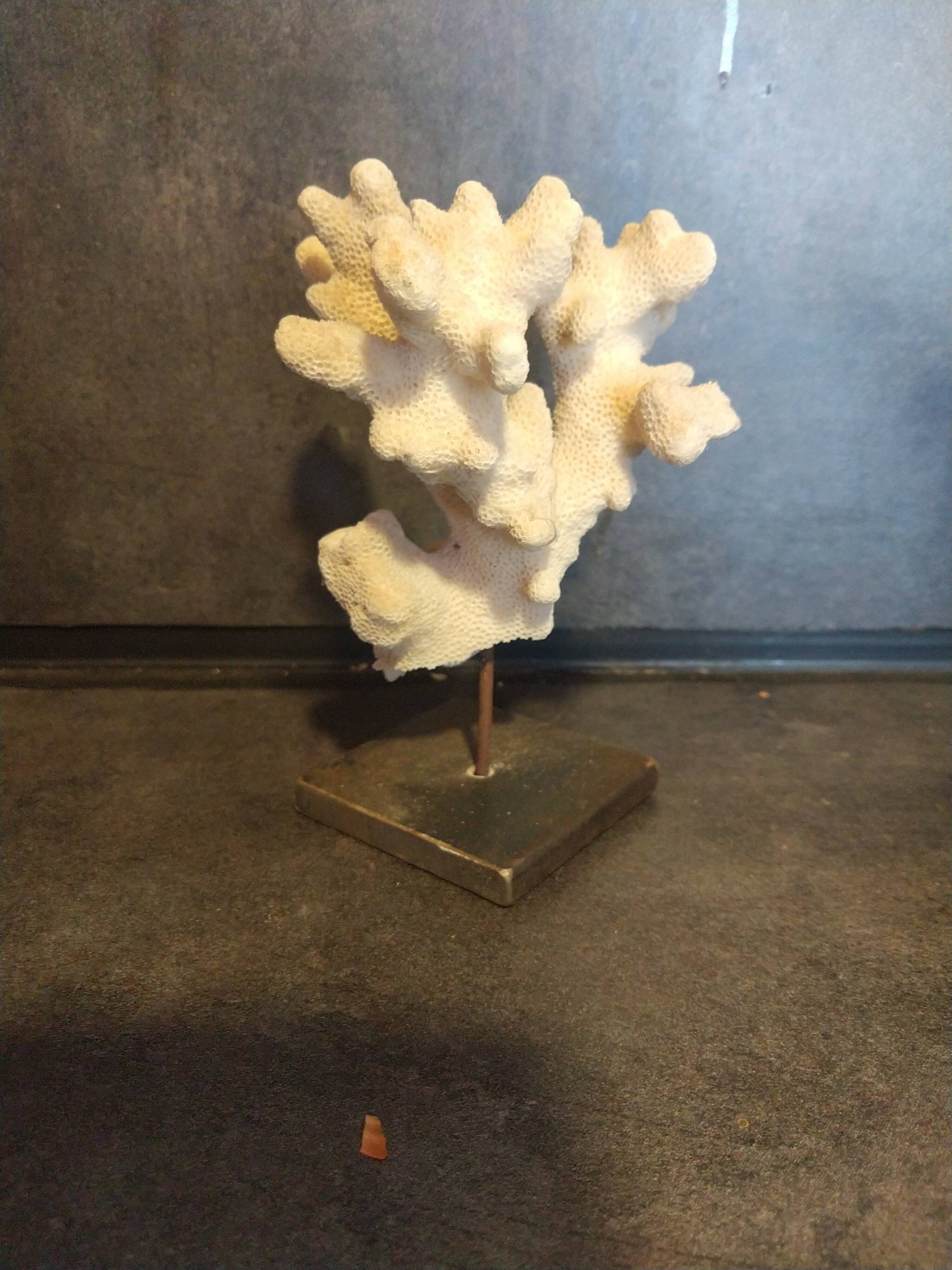 Coral on pedestal