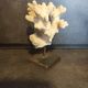 Coral on pedestal