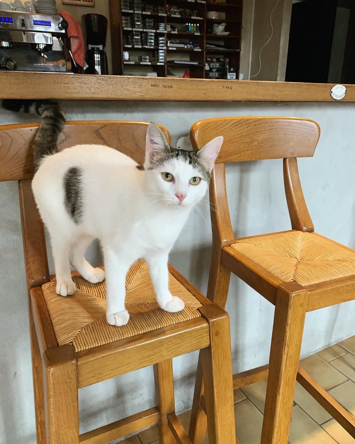 Pair of bar chairs