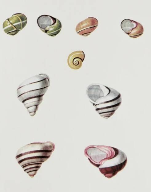 Bestiary plates from the Natural History Museum The snails