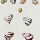 Bestiary plates from the Natural History Museum The snails