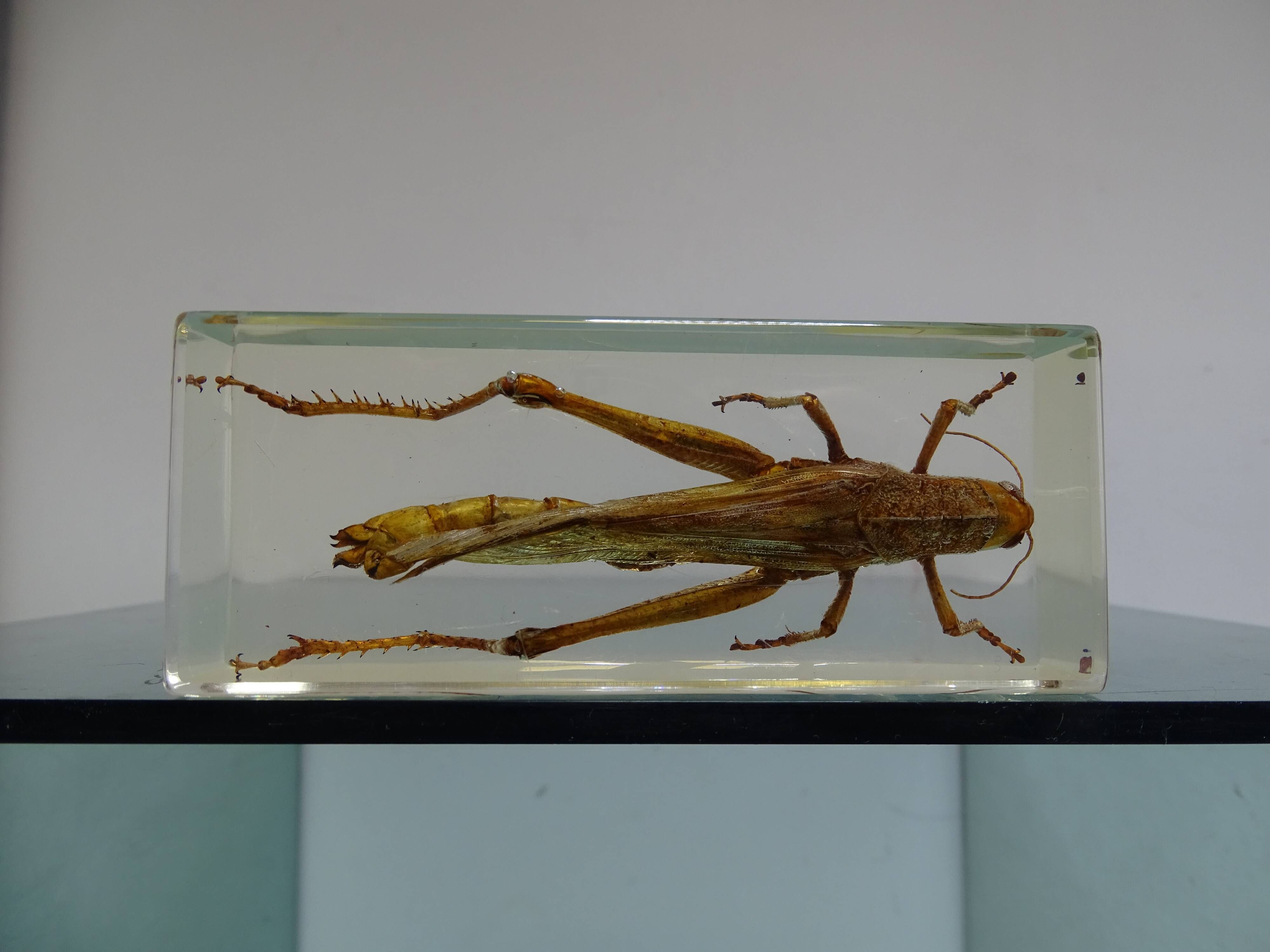 Locust inclusion vintage resin
