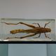 Locust inclusion vintage resin