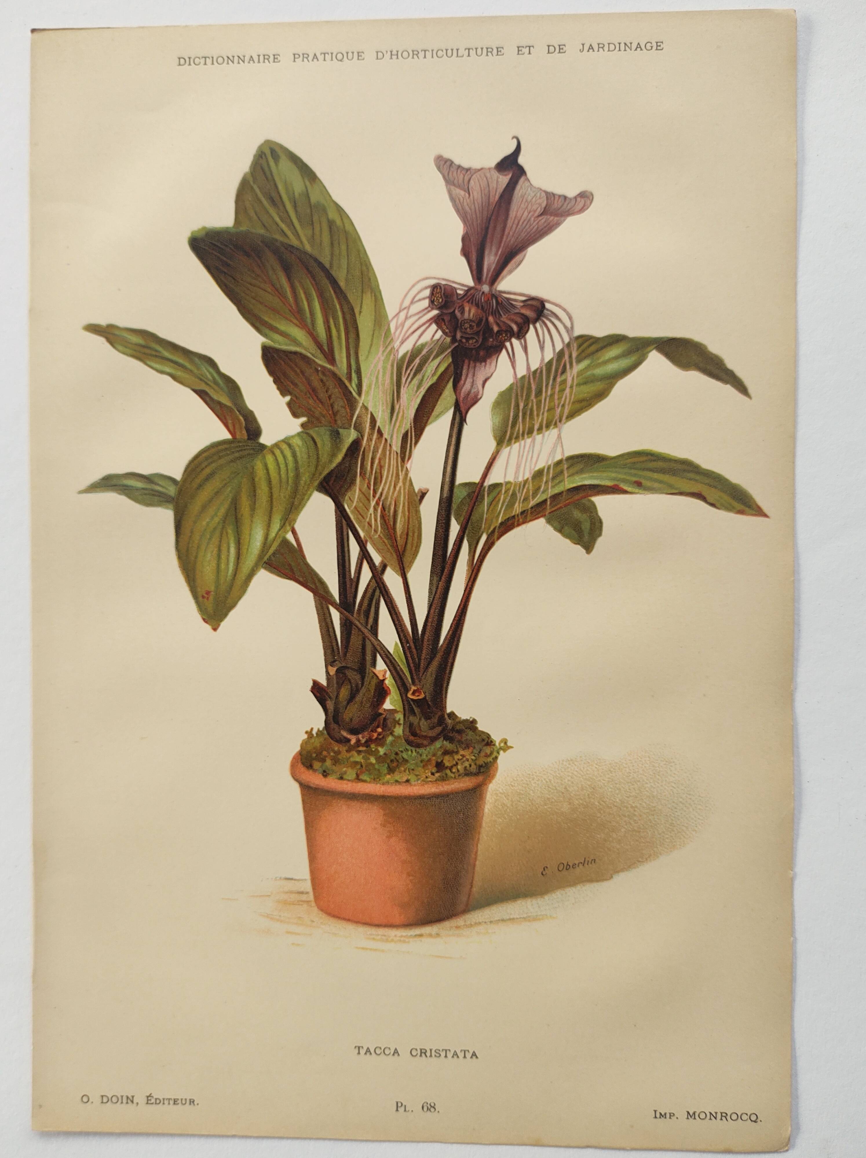 Botanical engraving from 1897 - Tacca Cristata - Original plate. Old nature lithograph