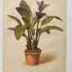 Botanical engraving from 1897 - Tacca Cristata - Original plate. Old nature lithograph