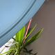 Blue opaline bowl with silver trim