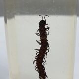Canadian tiger centipede resin insect