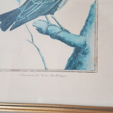 Framed bird engraving