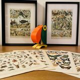 Planche illustrée sur les oiseaux utiles (pipit) - 1910