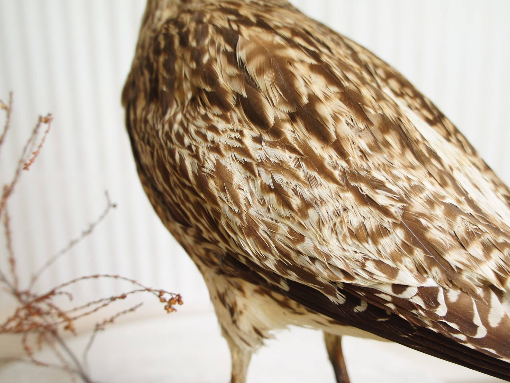 Stuffed bird "Eurasian Curlew" on plant base