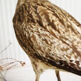 Stuffed bird "Eurasian Curlew" on plant base