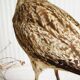Stuffed bird "Eurasian Curlew" on plant base