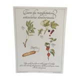 Botanical plank