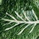 Cabbage leaf serving dish in majolica