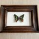 Cadre papillon "Chrysiridia ripheus »