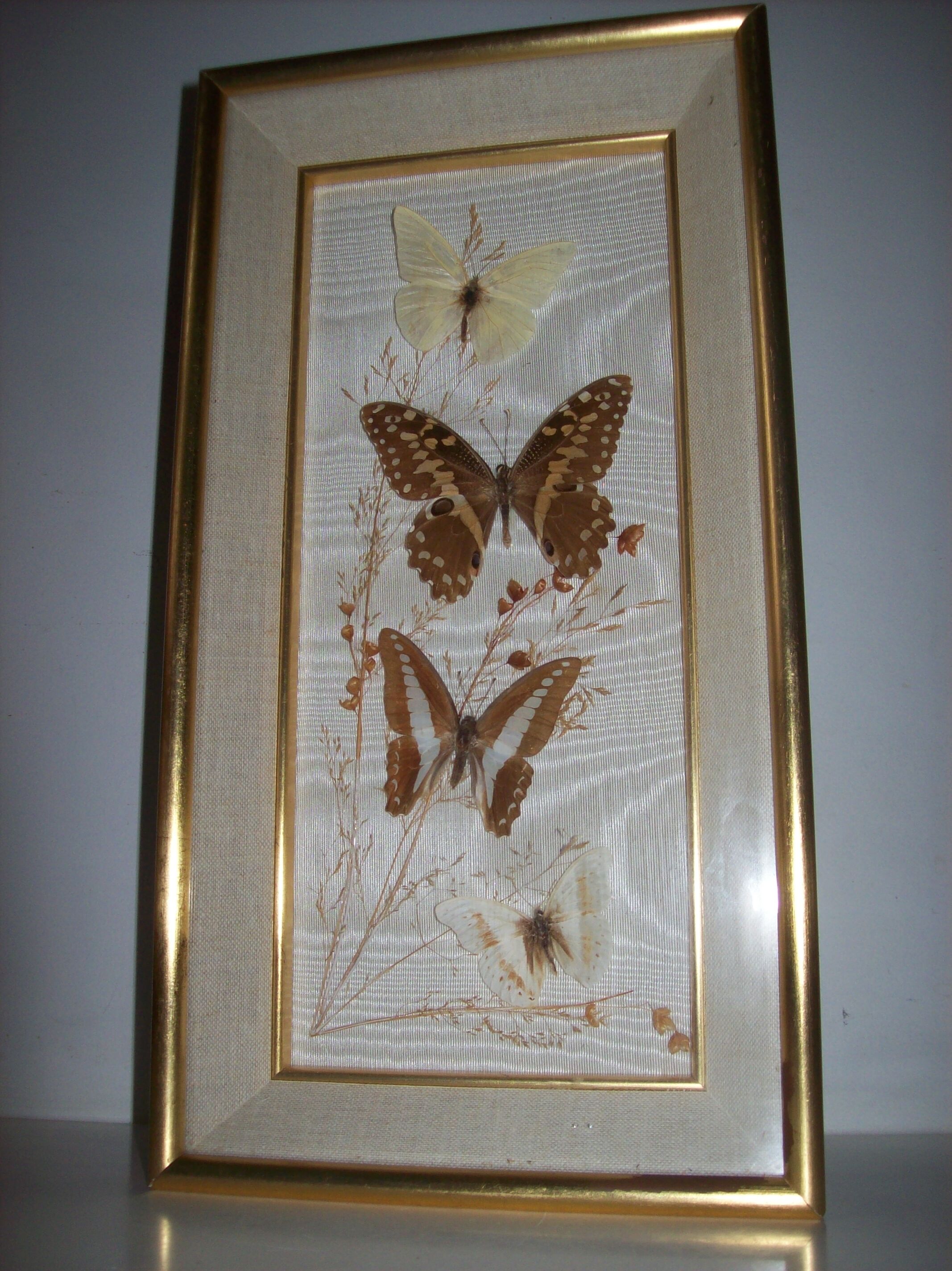 Butterfly stuffed under frame