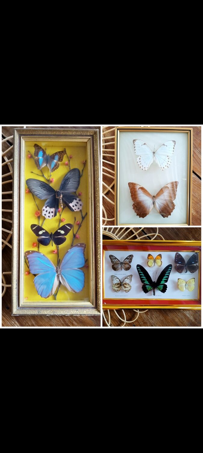 Three vintage butterfly frames