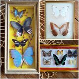 Three vintage butterfly frames