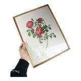 Great Redouté Lithograph