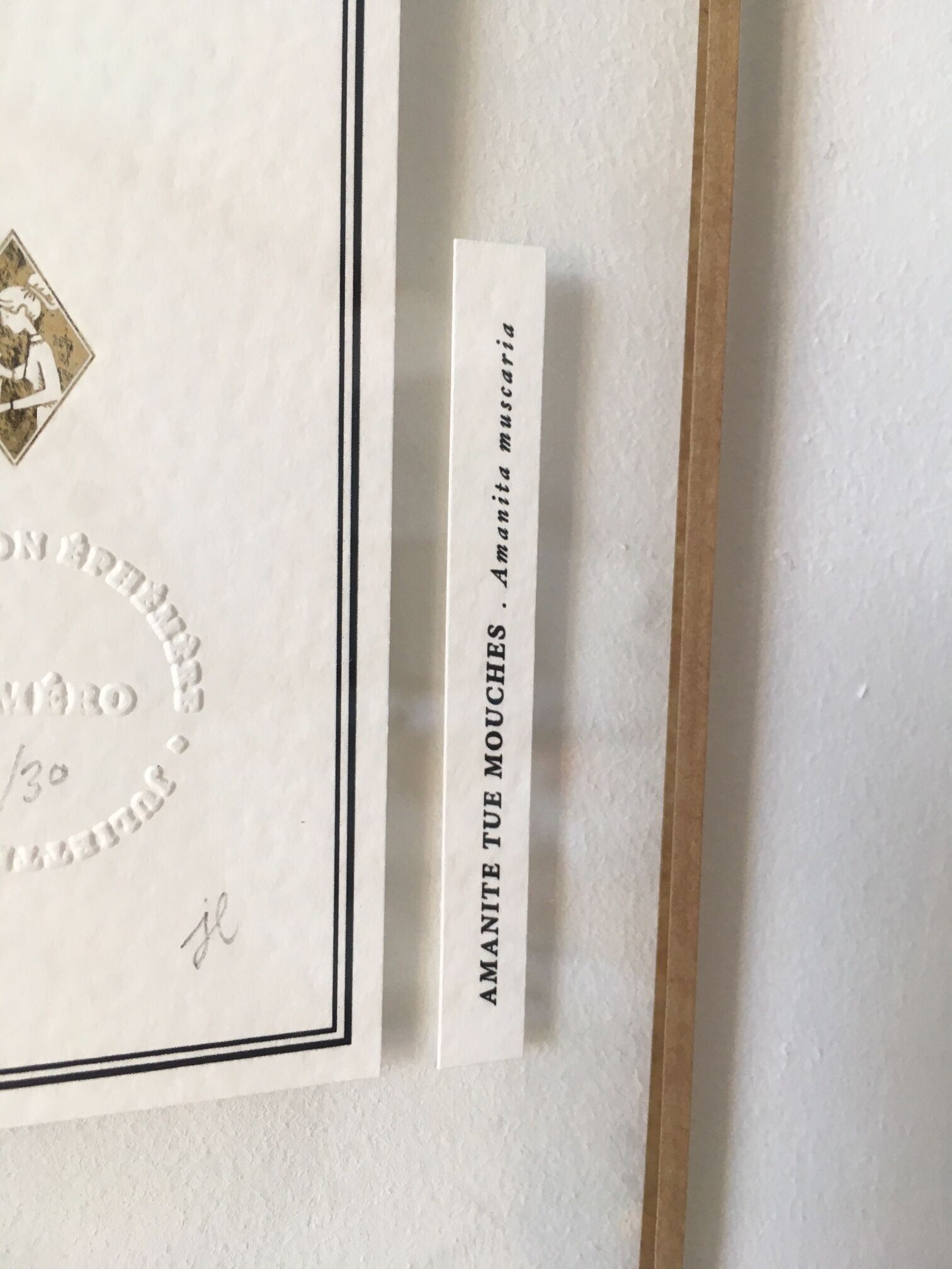 Illustration "amanite kills flies" limited series