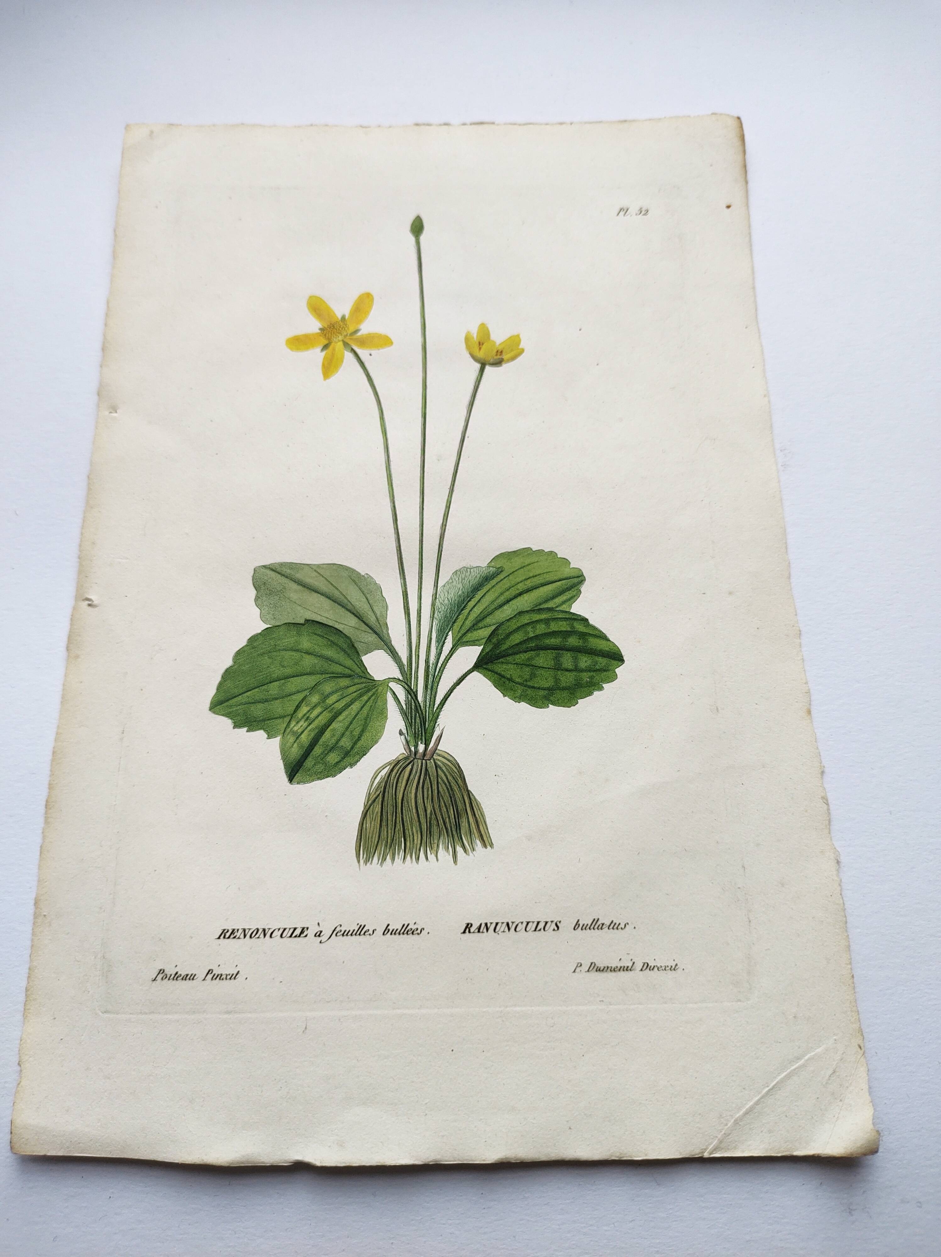 Old botanical engraving from 1829 - Buttercup with bubble leaves - flower by PA Poiteau