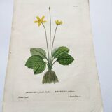 Old botanical engraving from 1829 - Buttercup with bubble leaves - flower by PA Poiteau