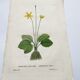 Old botanical engraving from 1829 - Buttercup with bubble leaves - flower by PA Poiteau