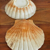 Ceramic scallop shell