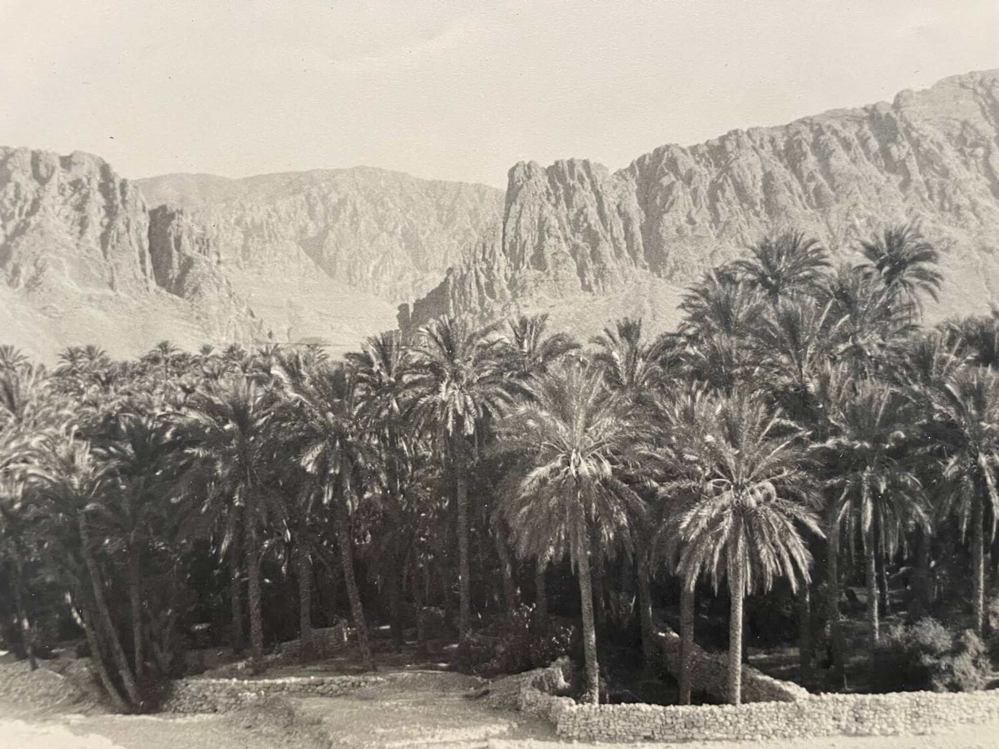 Photographie ancienne collection Algérie Oasis El Kantara Circa 1950