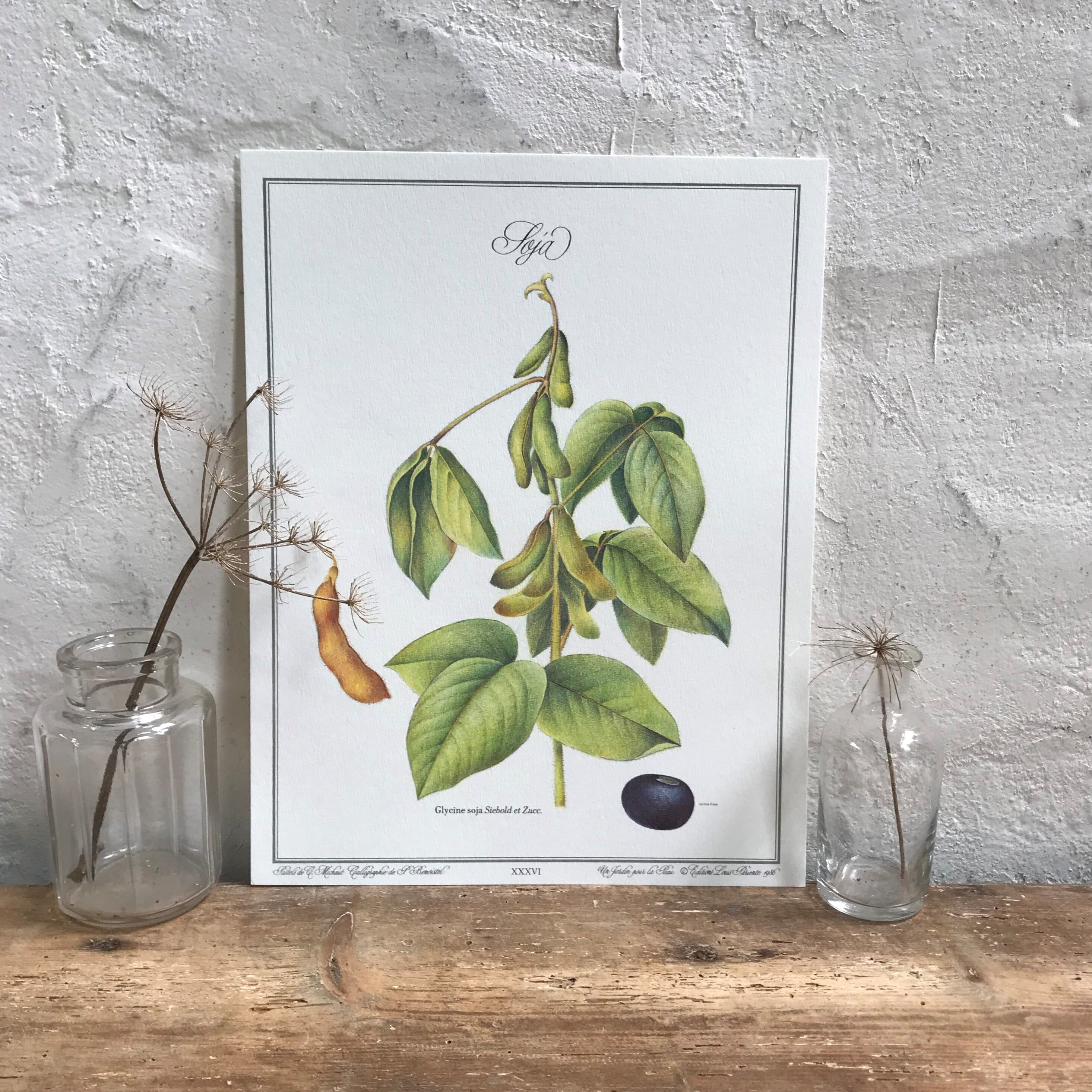 Botanical plank soybeans