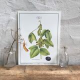 Botanical plank soybeans