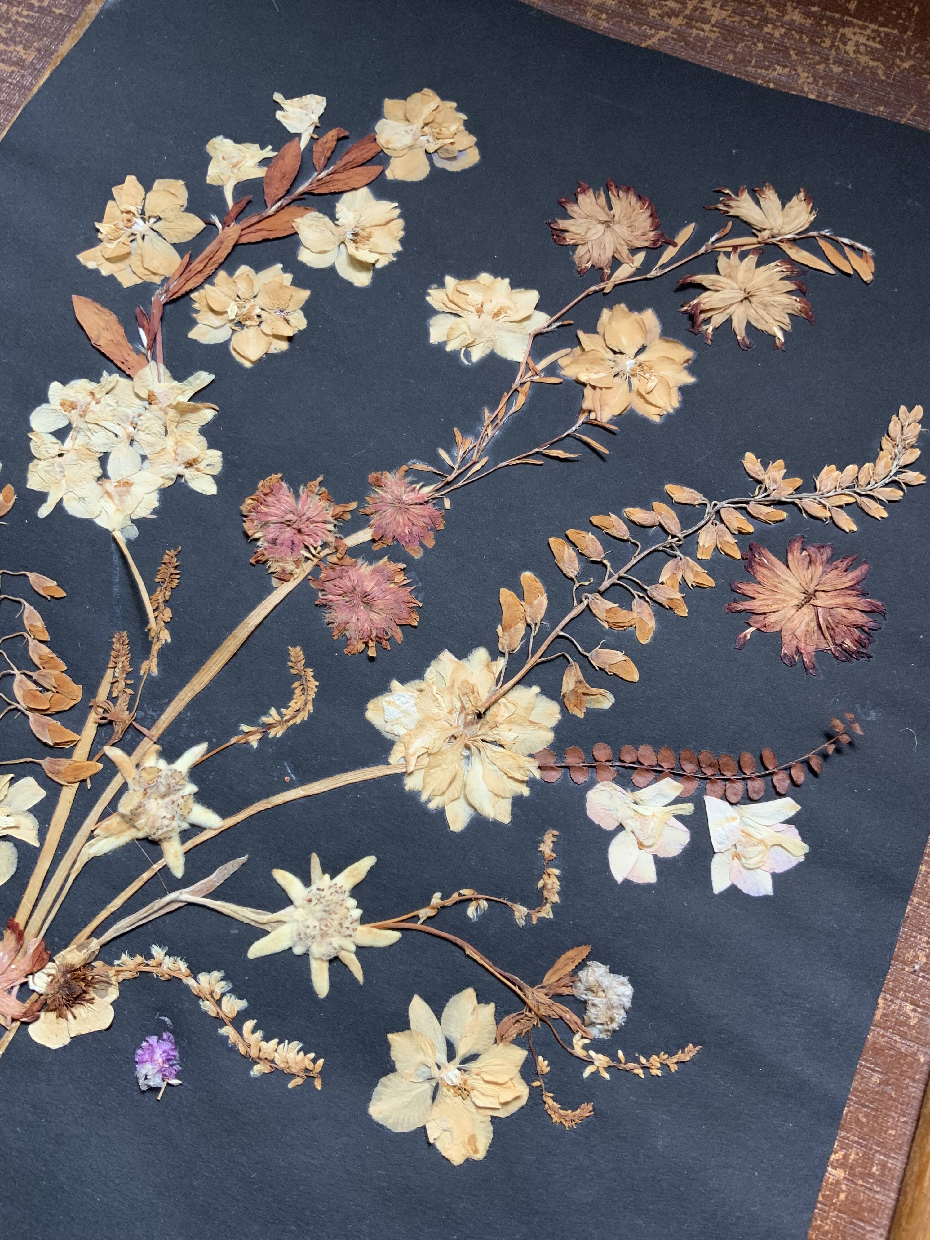 Herbarium ancient natural composition in flower and grass under glass