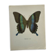 Vintage gravure butterfly botanical naturalist poster