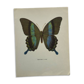 Vintage gravure butterfly botanical naturalist poster