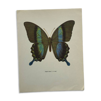 Vintage gravure butterfly botanical naturalist poster