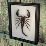 Scorpion naturalisé sous verre