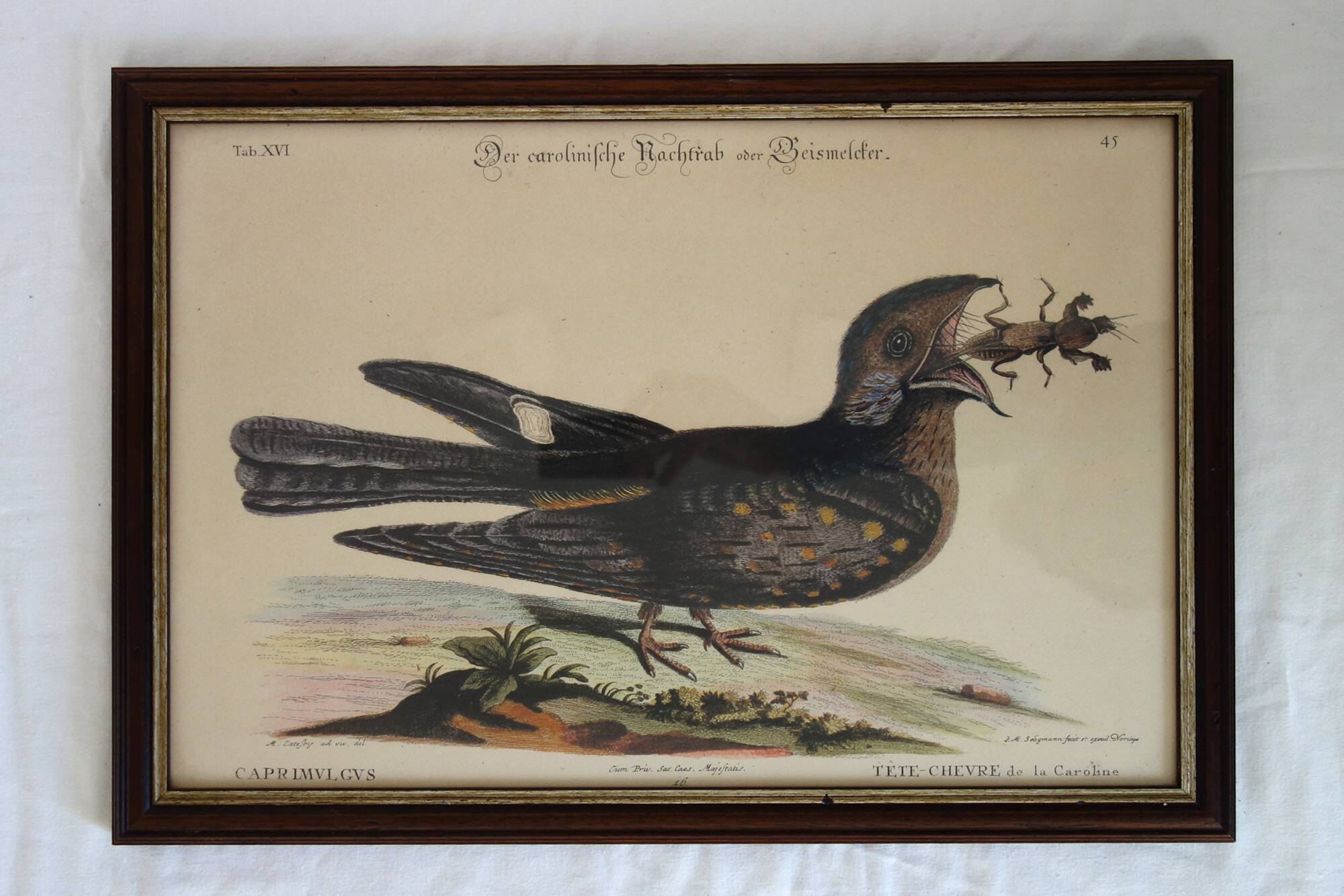 2 plates of ornithological bird engravings