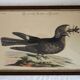 2 plates of ornithological bird engravings