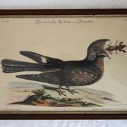 2 planches gravures ornithologiques oiseaux