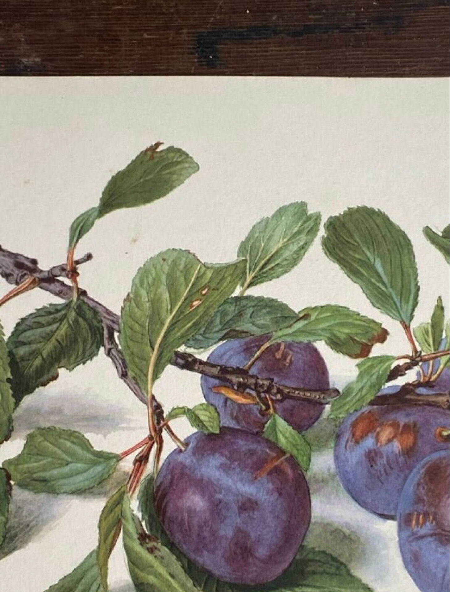Botanical poster, Prunus Domestica, framed in glass wood.