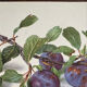 Botanical poster, Prunus Domestica, framed in glass wood.