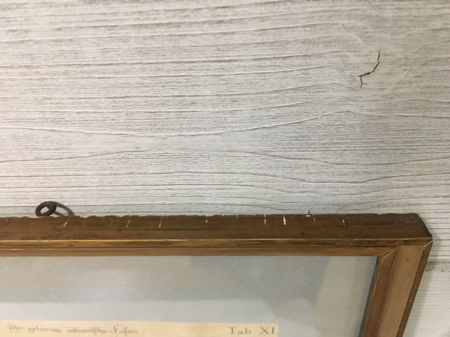 Ornithological engraving