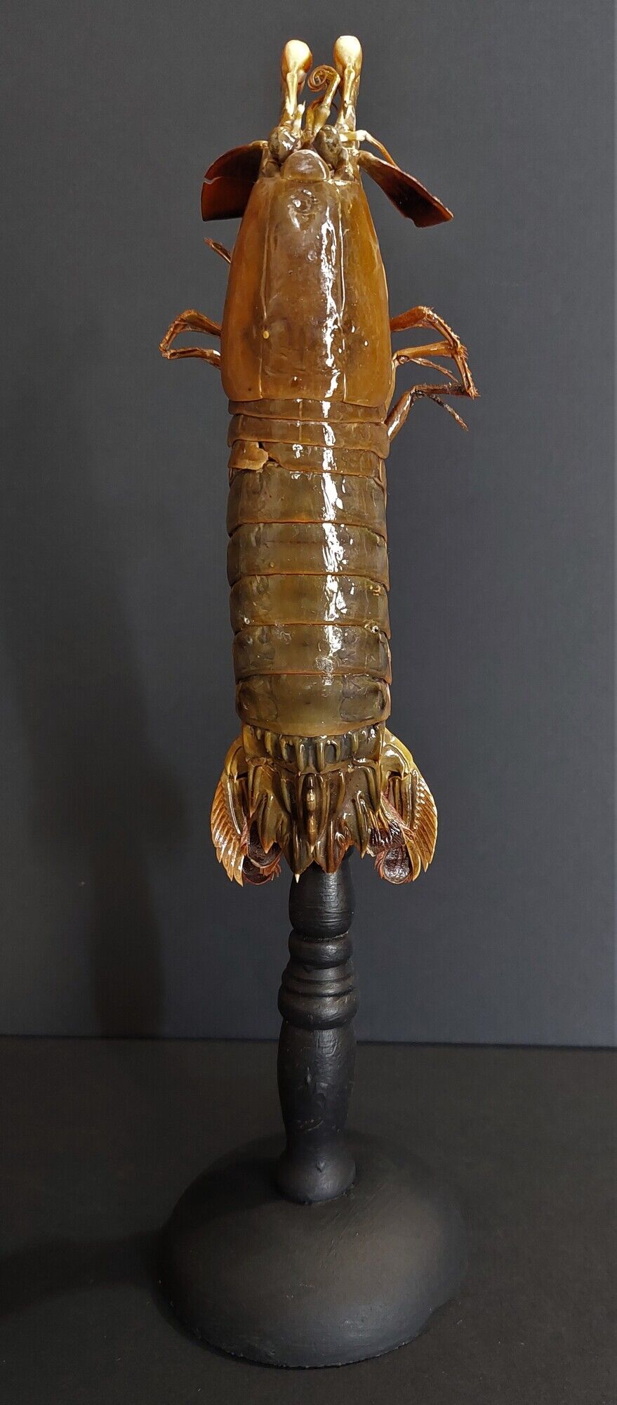 Cabinet of Curiosities haptosquilla trispinosa squille on pedestal