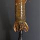 Cabinet of Curiosities haptosquilla trispinosa squille on pedestal