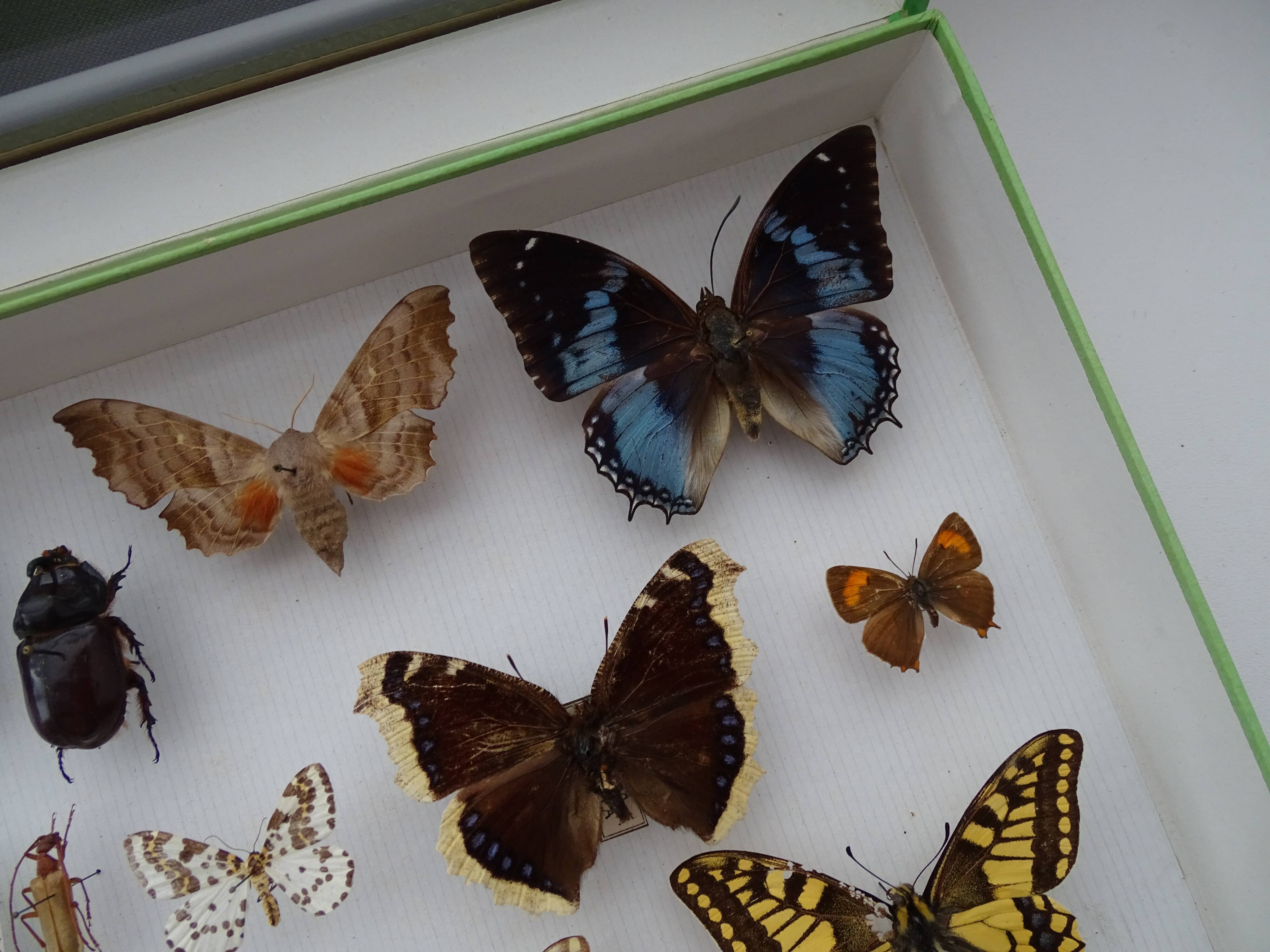 Ancient butterflies and stuffed insects under frame 1930s