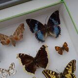 Ancient butterflies and stuffed insects under frame 1930s