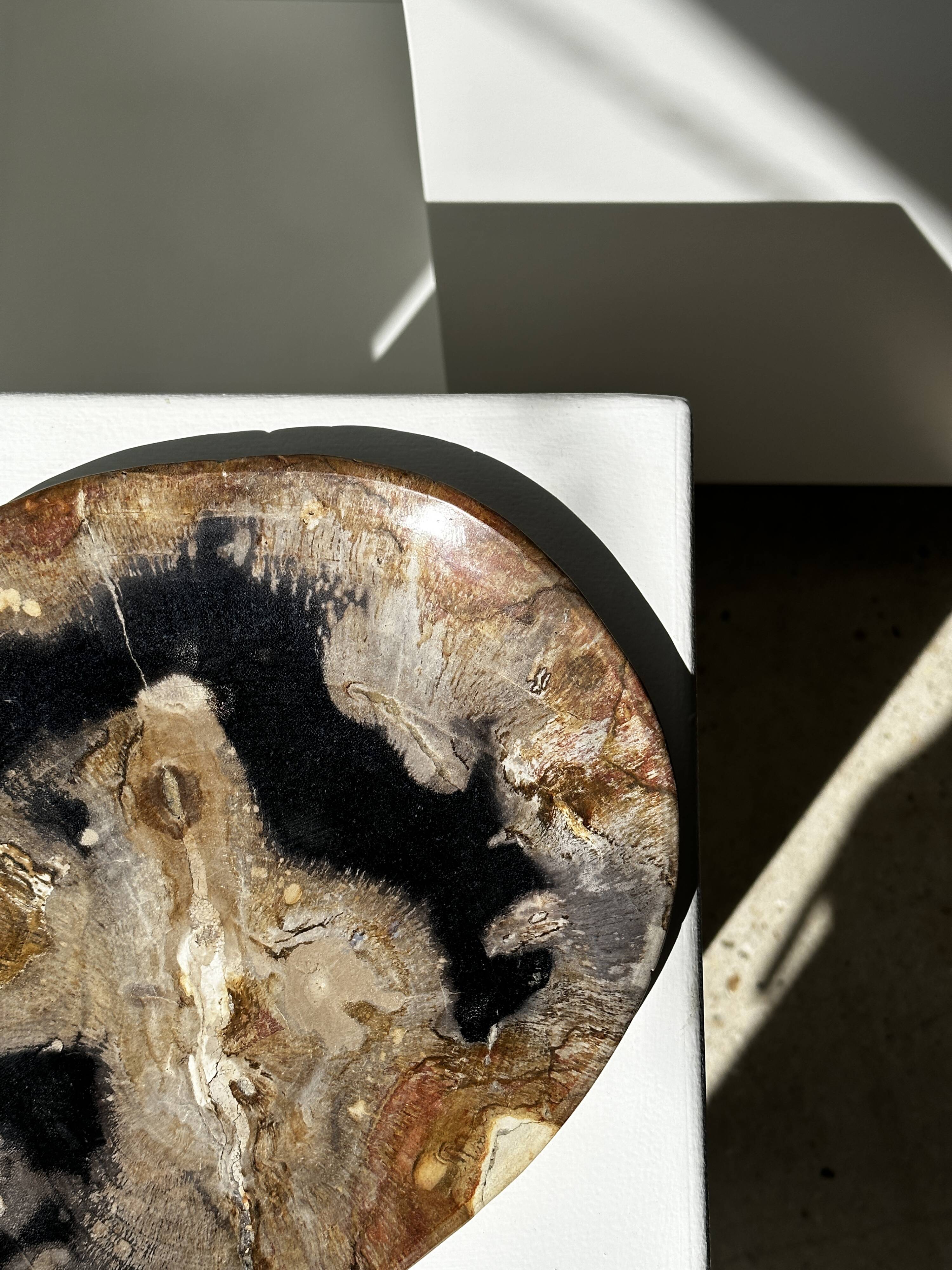 Large empty pocket or dish in petrified wood