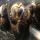 Pair of art deco vases